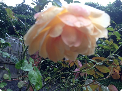 rosegarden015